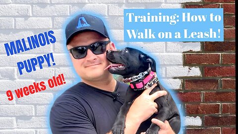 BELGIAN MALINOIS PUPPY - LEARNS TO WALK ON LEASH!