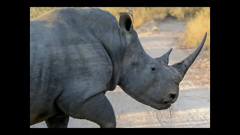 회색코뿔소가 온다, 미셀 부커, 발생가능성, 금융위기, 2008년, 부채담보부증권, 블랙스완, 회색백조, 프랙털, 메타, 고르디우스의매듭, 피튀기는기사, 정면승부, 그리스인,예상