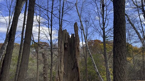 Time. Termites. Woodpeckers