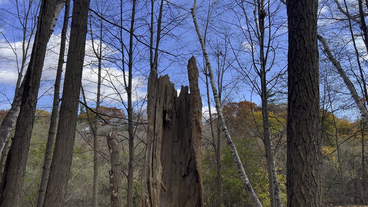 Time. Termites. Woodpeckers