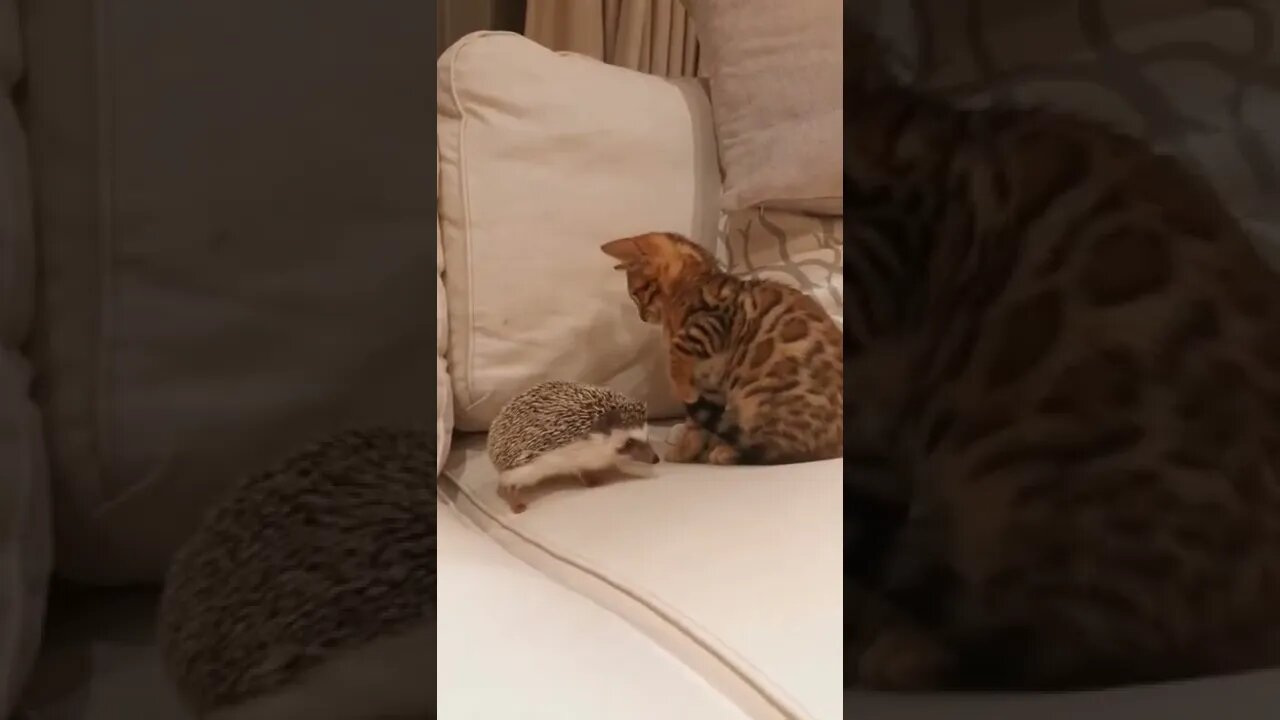 Animal Best Friend
