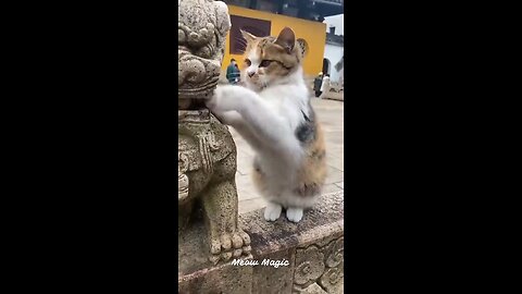 #cutecat | #cat | #funnyvideo | #Animal | #funny | #funnyanimal , #Kish2004