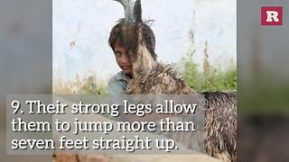 Interesting Emu Facts | Rare Animals