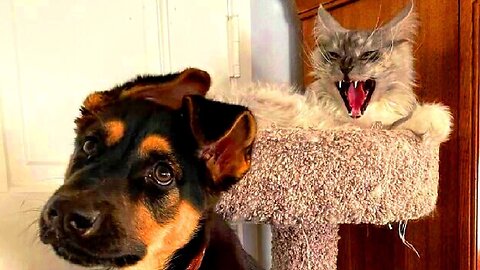 Funny animals - Funny cats dogs - Funny animal videos #