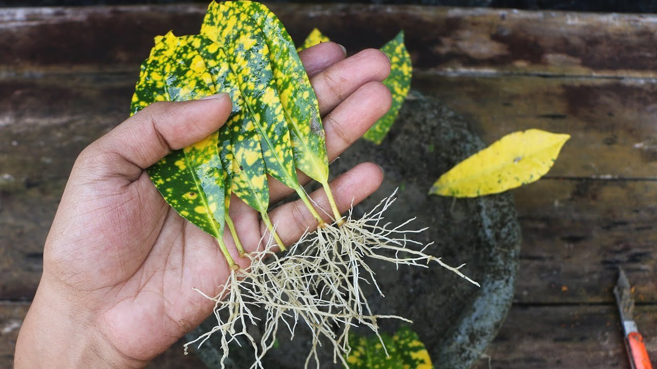 GROW CORTONA FROM LEAF