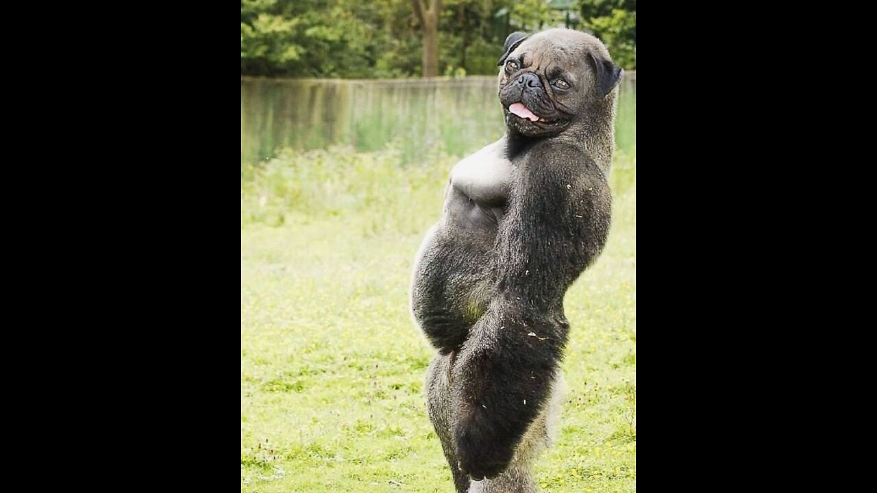 The Funniest Animal Video 2023 | Hilarious Cats & Dogs Part-4!!!