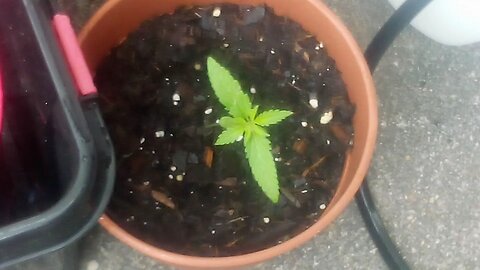 DARTH VADER OG AFTER LONG WEEKEND