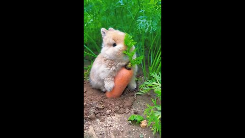 bunny
