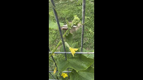 Cucumbers 🥒