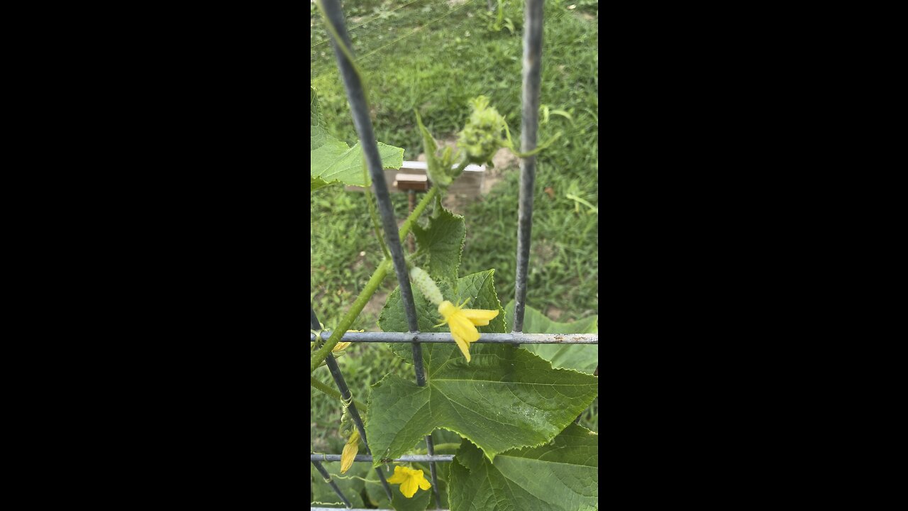 Cucumbers 🥒