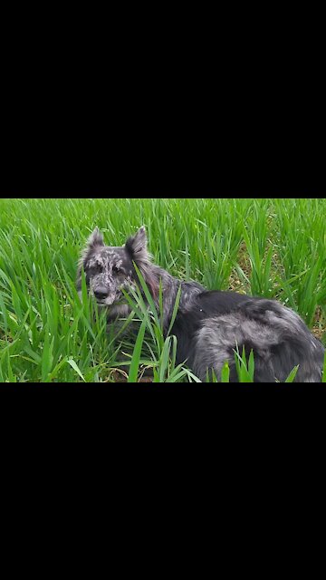 Dog Canine Pet Domestic Companion Animal