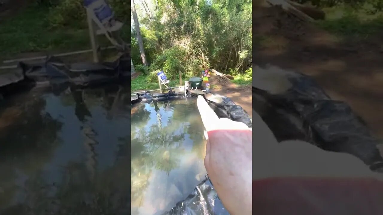 Update on koi pond!!