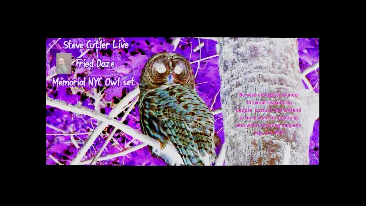 NYC owl tributes and Friday Pre Party