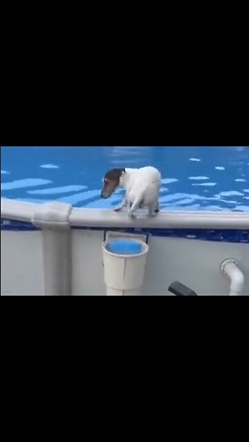 Little Doggie Has His Own Special Pool Exit - HaloRock