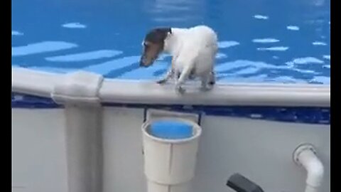 Little Doggie Has His Own Special Pool Exit - HaloRock