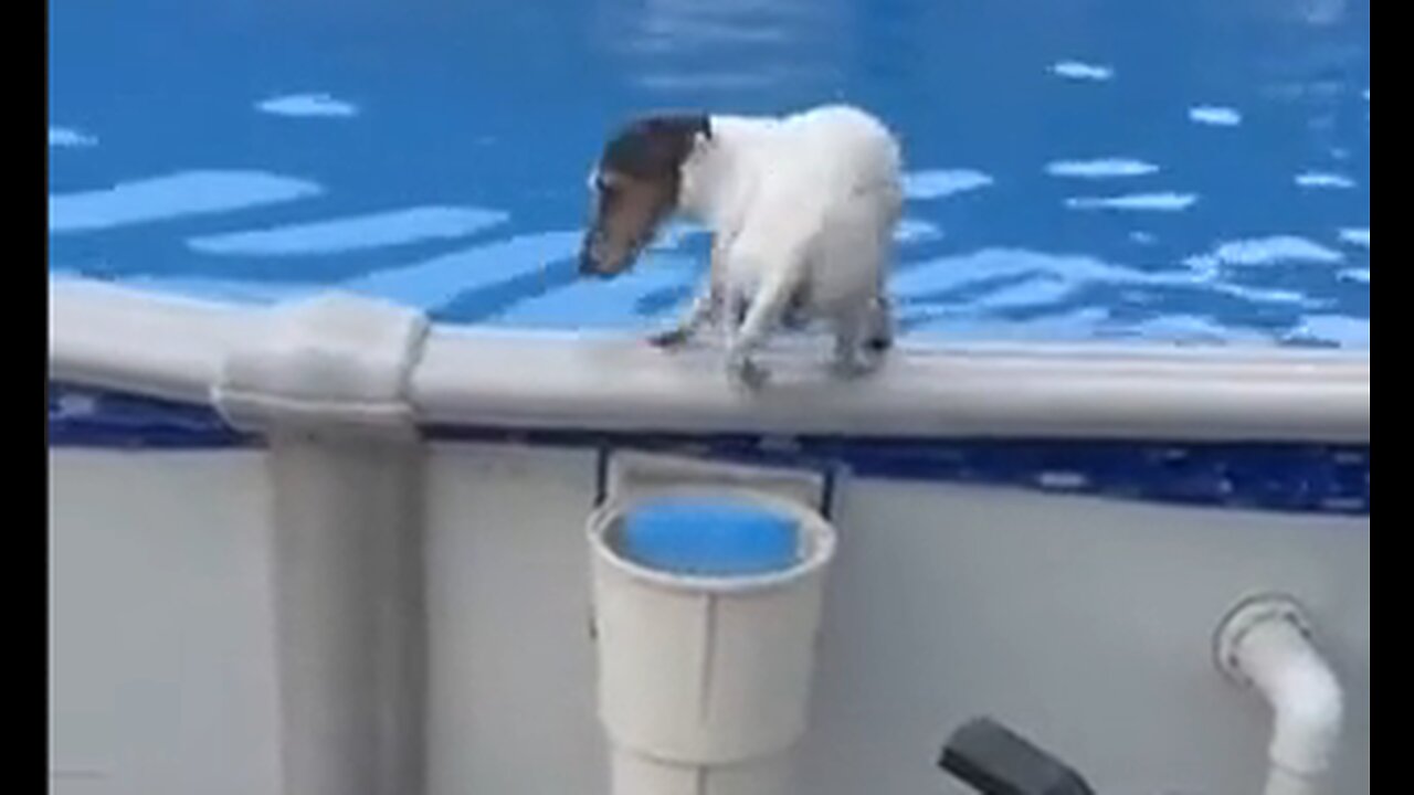 Little Doggie Has His Own Special Pool Exit - HaloRock