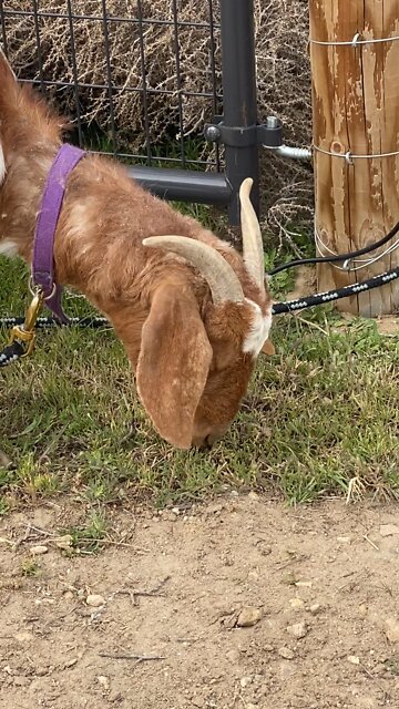 Get this model if you need serious weed trimmer...