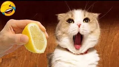 Funniest Cat And Dogs 😂 Funny Animal Videos 2022 #21