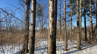 Woodpeckers have been here