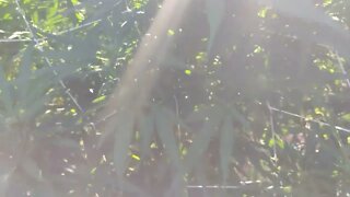 outdoor update 8/14/22