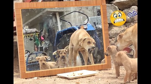 Mirror prank to dog 😁😁 and dog reyaction
