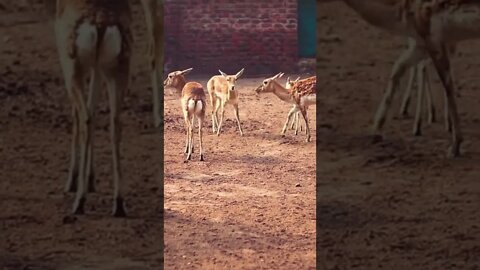 Beautiful Deer