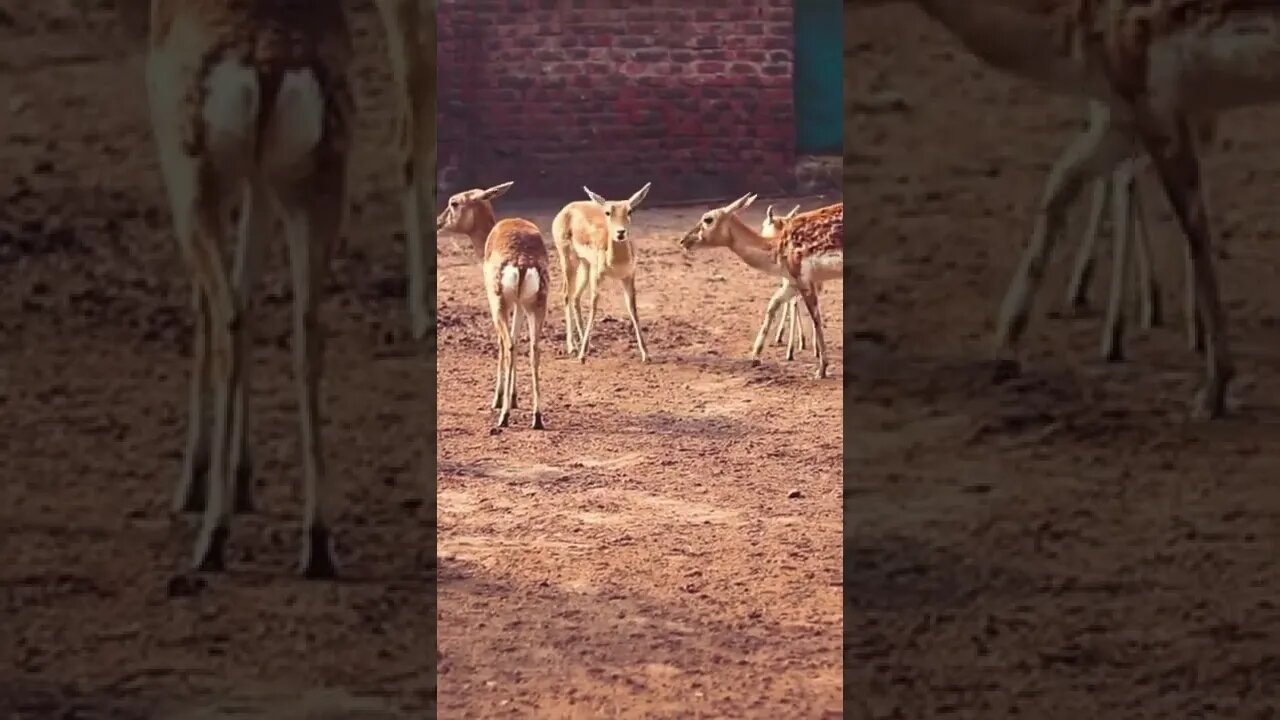 Beautiful Deer