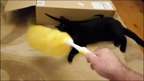 We Miss You Kitten Bumble R.I.P