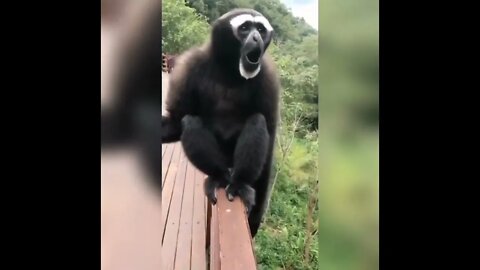 Cutest Monkeys 2022 || Funniest Monkeys 2022 | Part 1 | Compilation 1