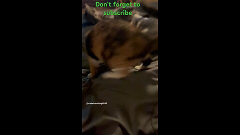 Funny cats