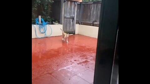 Funny Dog Playing