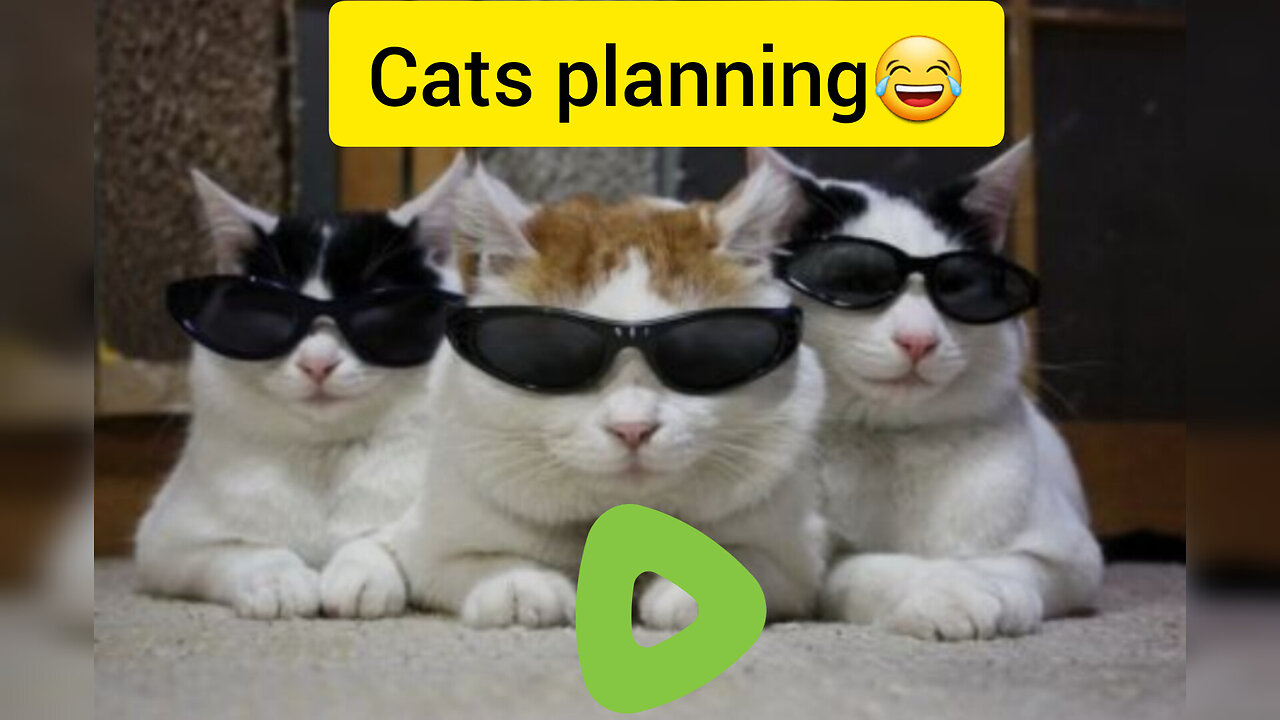 When cats make plan🥲😂