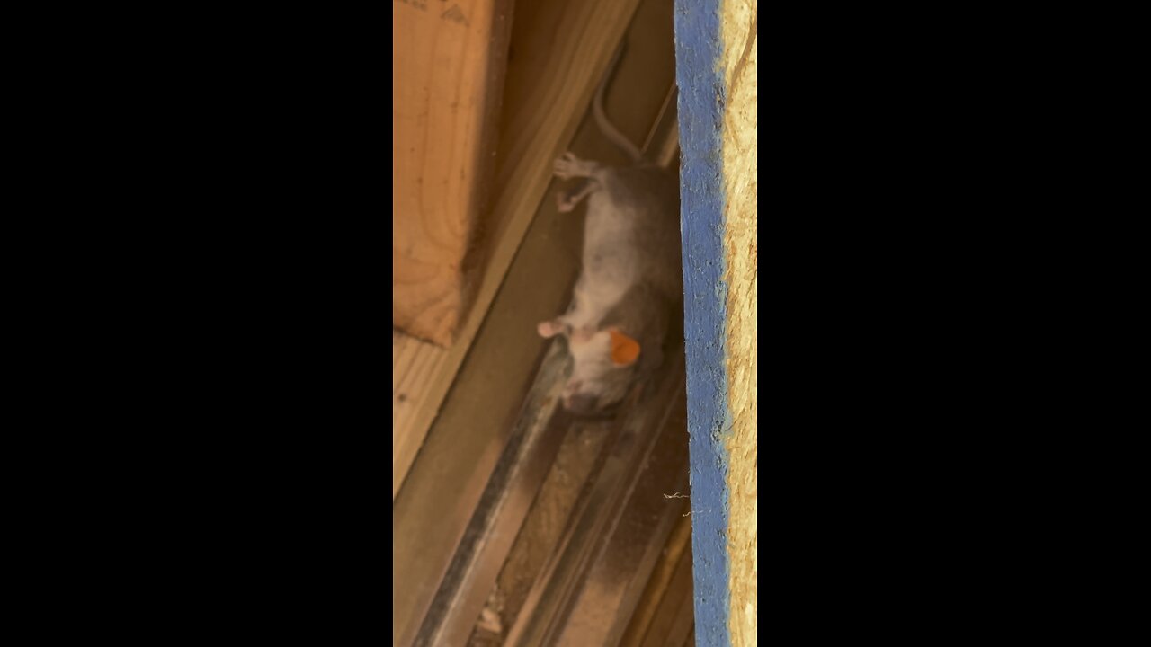 Another Rat Down - Blowgun - FAFO