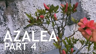 Azalea Pre Bonsai, 4