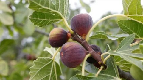 sermon: LA AUSENCIA DE FRUTO CAUSA DE MALDICION ( la higuera ) Marcos.11:12 (predicas cristianas)