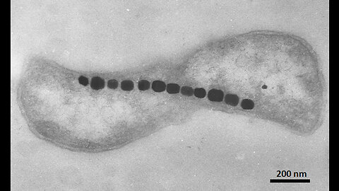 MAGNETOTACTIC BACTERIA