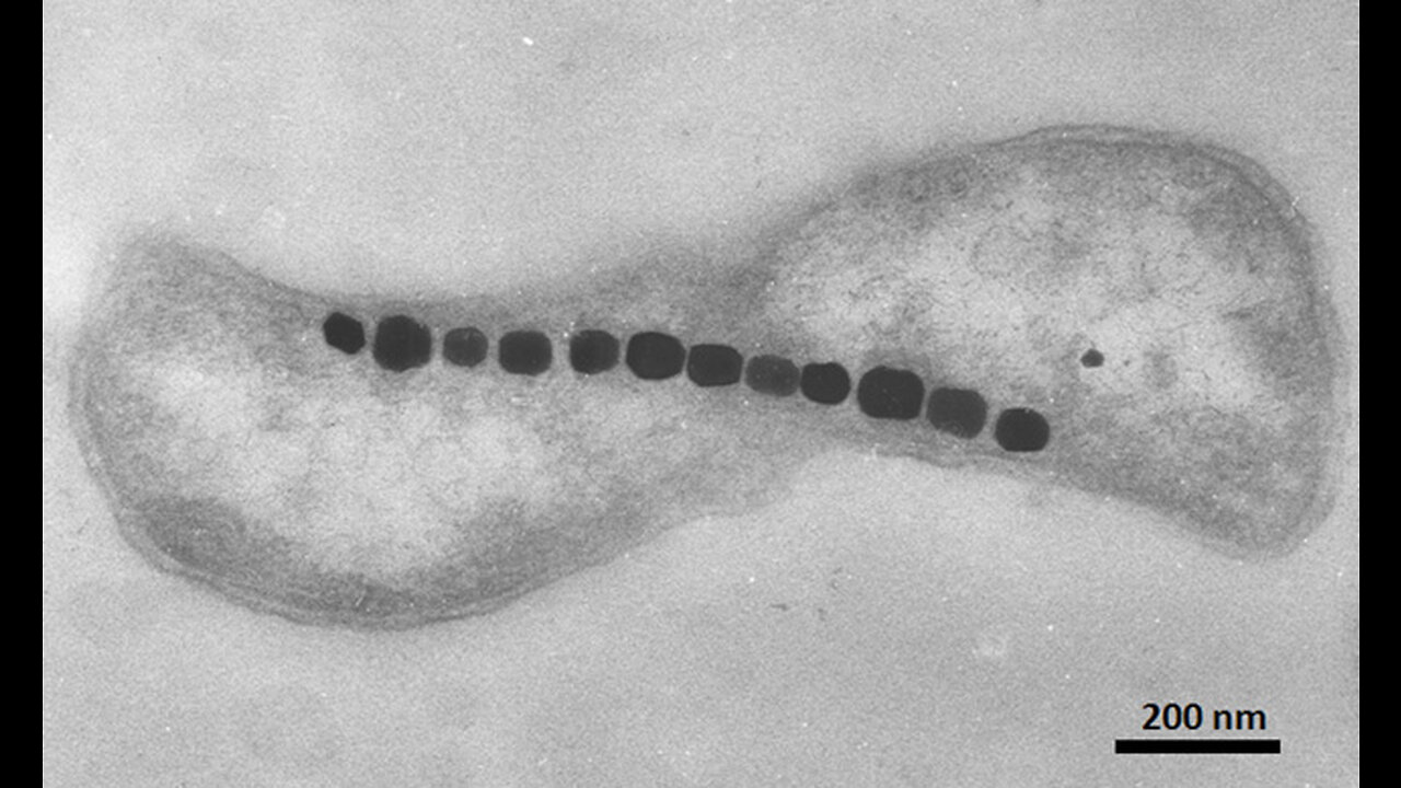 MAGNETOTACTIC BACTERIA