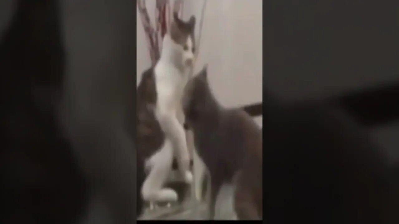 Este Entende dos Paranauê.....Se é Locooo #shorts