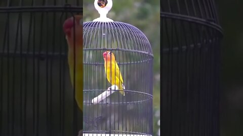 lovebirds konslet parah
