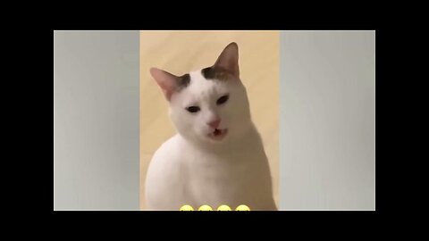 Funny cats compilation😻🤪💕