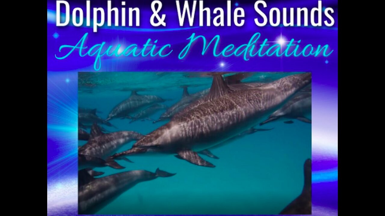 Healing songs of Dolphins & Whales | Deep Meditative Music for Harmony of Inner Peace