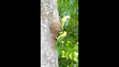 birds love