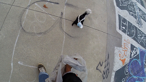 Skater rescues skunk with head stuck in cup