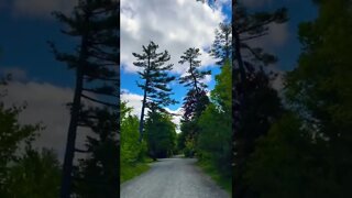 Beautiful trees and clouds in Canada