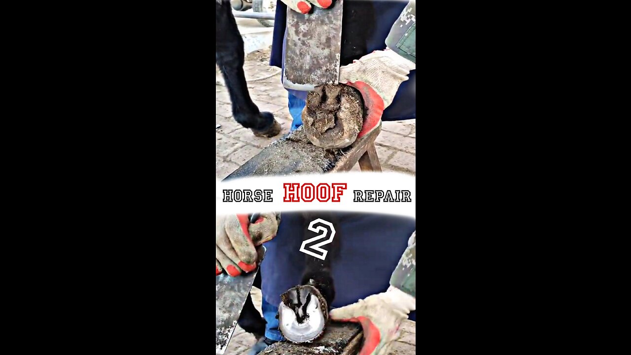 Horse hoof repairšš¤¤2ļøā£