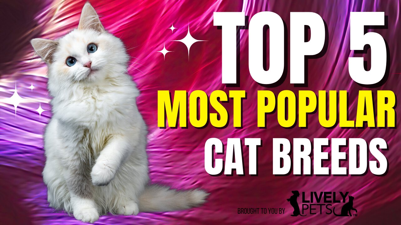 Top 5 Most Popular Cat Breeds