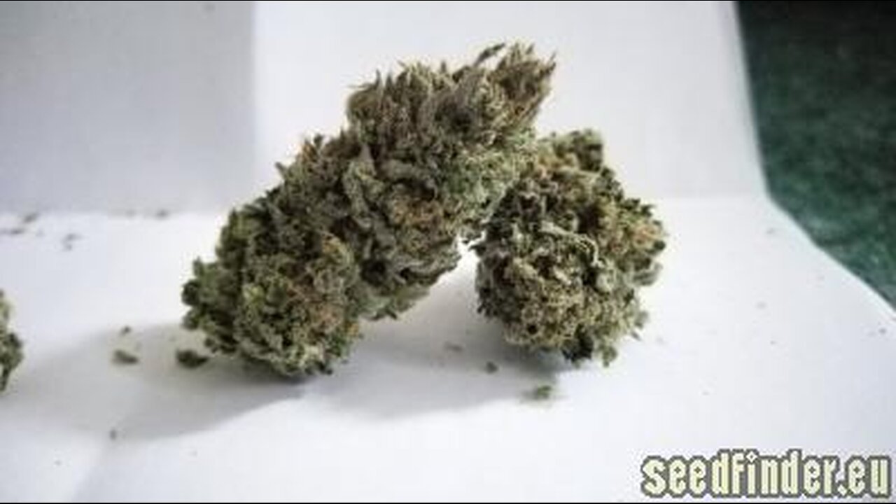 Haha I Figured Out Which Genetics Kindtree is Using for Cheese Wiz.... white Widow X Cheese