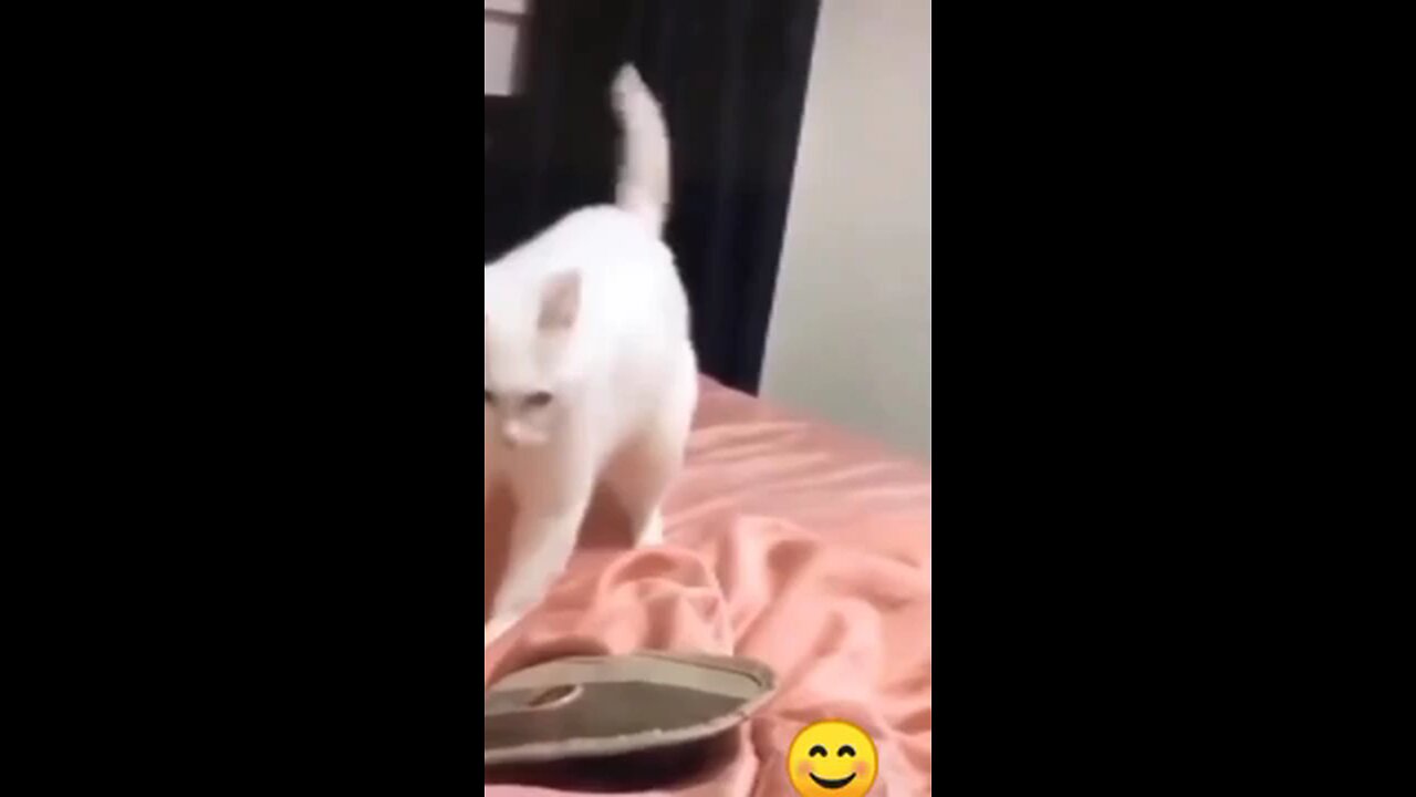 Funny pets try not to laugh_ Funny pet Videos _ Funny pets Reaction _ Funny