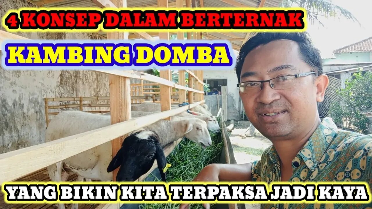 4 KONSEP YANG BIKIN TERNAK KAMBING DOMBA KITA BERKEMBANG DENGAN SANGAT PESAT