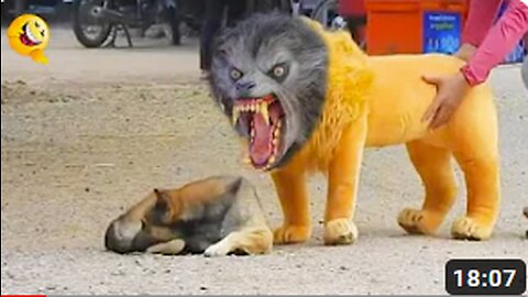 Troll Prank Dog Funny & Fake Lion and Fake Tiger Prank